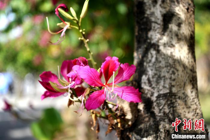 洋紫荆又称“羊蹄甲”，是福州特色绿化树之一。　张斌 摄