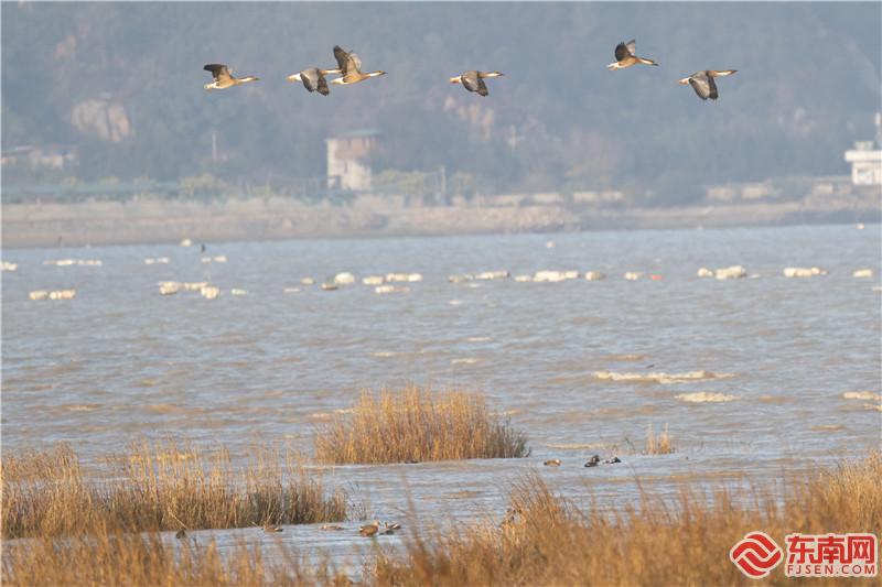 福州长乐闽江河口国家湿地公园迎来大批越冬候鸟