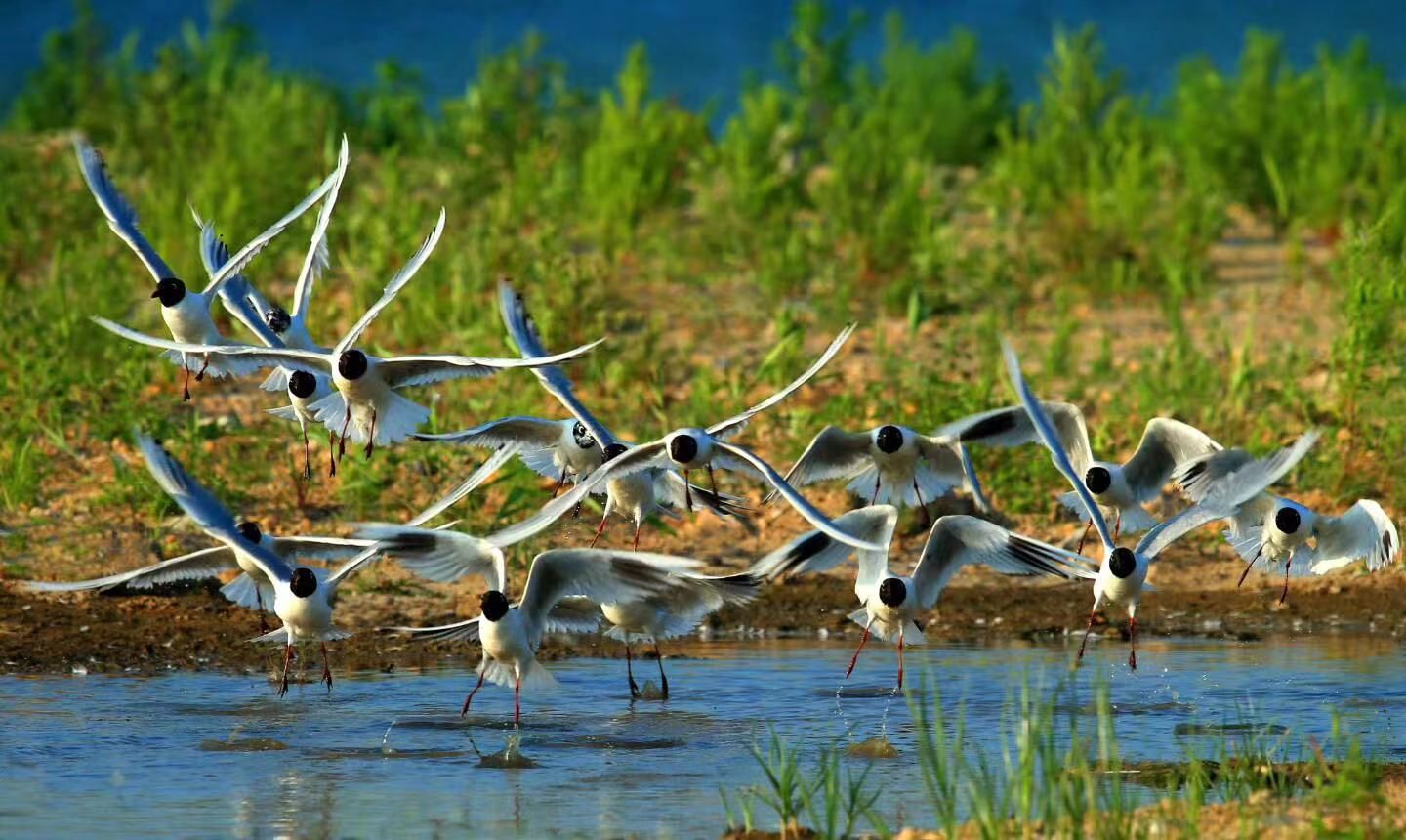 盘锦市林湿局“世界湿地日”呼吁全民关注湿地 保护湿地