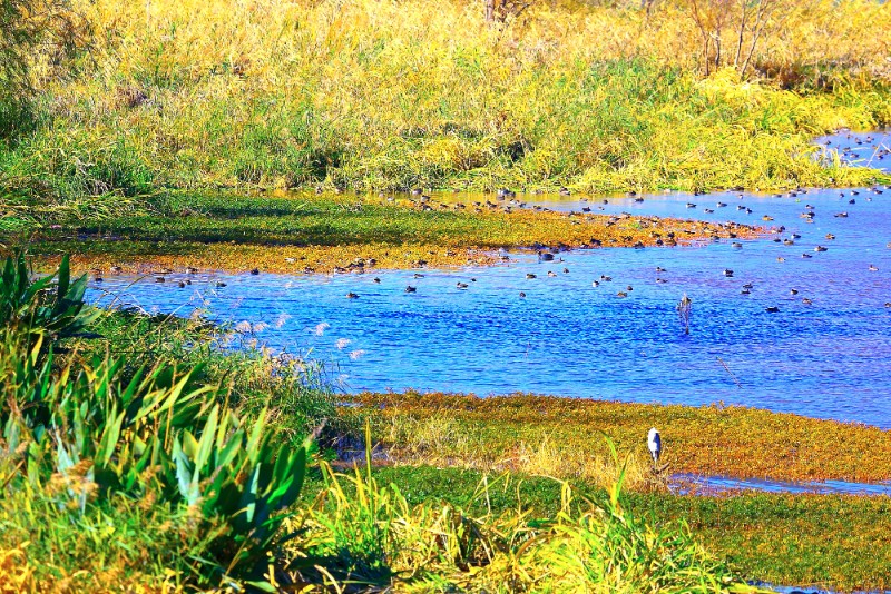 7-通过邛海湿地保护修复工程，修复湖滨带自然岸线36公里，对官坝河、小青河、鹅掌河进行生态治理，河口生态环境修复成效显著，冬季的湖滨带湿地成了鸟类栖息的乐园--摄影：杨军
