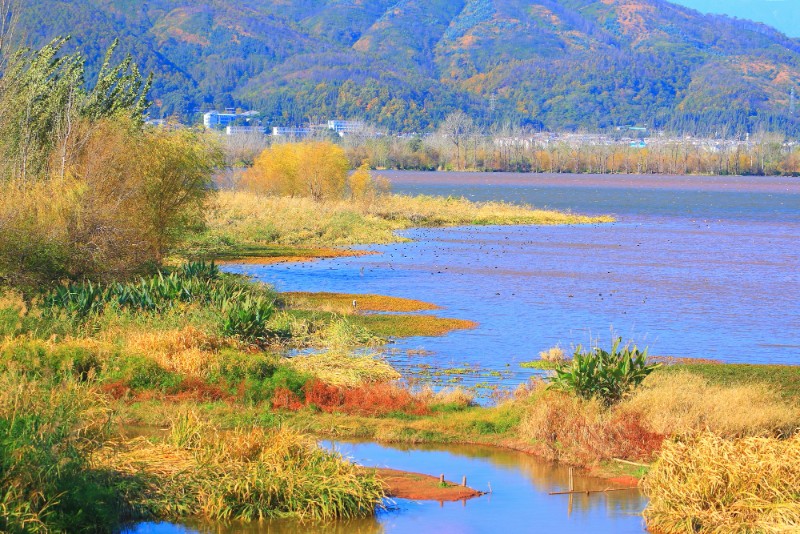 湖滨带湿地生态系统修复显著--摄影：杨军