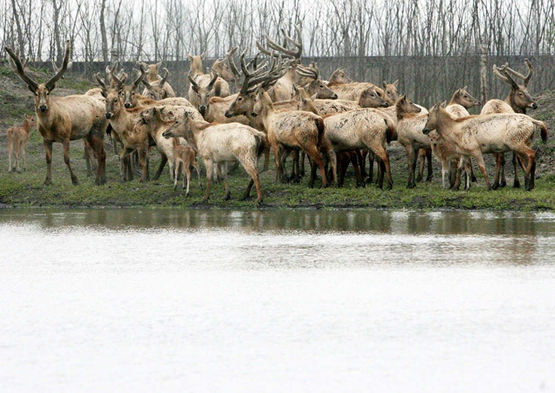 江苏溱湖国家湿地公园严把野生动物疫源疫病关 实施24小时跟踪监测