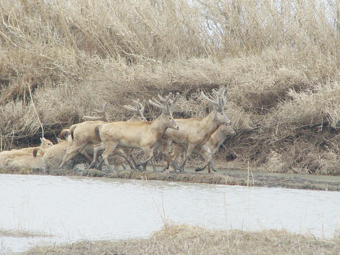 江苏溱湖国家湿地公园严把野生动物疫源疫病关 实施24小时跟踪监测