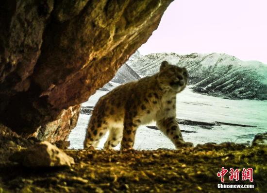 中国实现世界上数量最大的雪豹个体识别_最新信息
