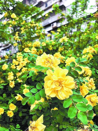北京市公布161种耐旱明星植物_最新信息