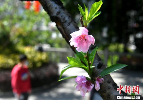 福州桃花盛开春意浓