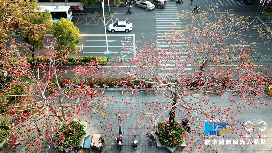 无人机瞰泉州 满城飞花春意盎然