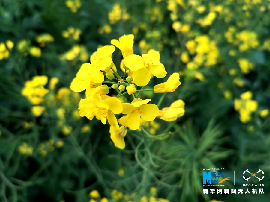 无人机瞰泉州 满城飞花春意盎然