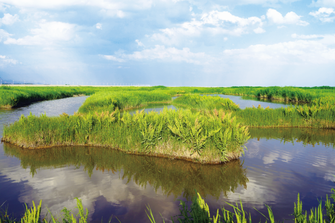 包头黄河国家湿地公园自然教育课堂《关注黄河湿地 爱护湿地水鸟》开课啦