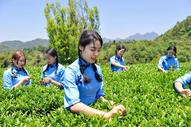 安溪铁观音2020春茶开采（安溪县委宣传部供图）