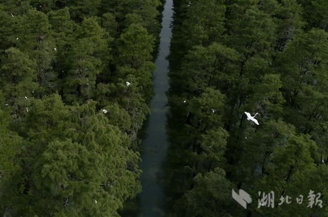 武汉涨渡湖湿地：3万只夏候鸟“育子”忙