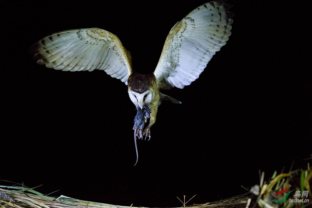 【道水湿地公园珍稀野生动物速览】可爱的猛禽——草鸮