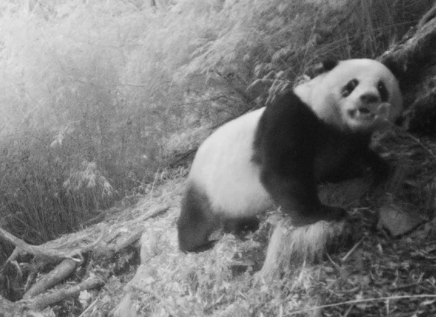 大熊猫国家公园广元分局 唐家河片区熊猫打卡地 --摩天岭老虎沟的国宝“常客”又来了