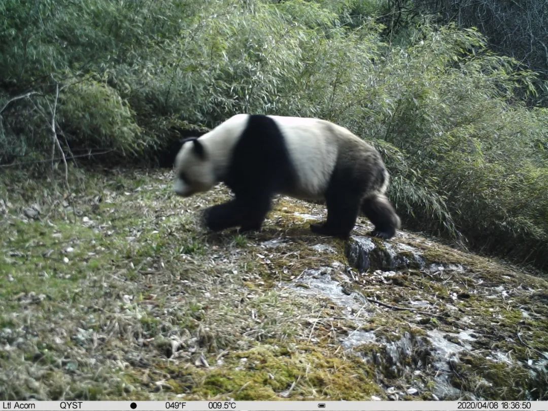 大熊猫国家公园广元分局 唐家河片区熊猫打卡地 --摩天岭老虎沟的国宝“常客”又来了