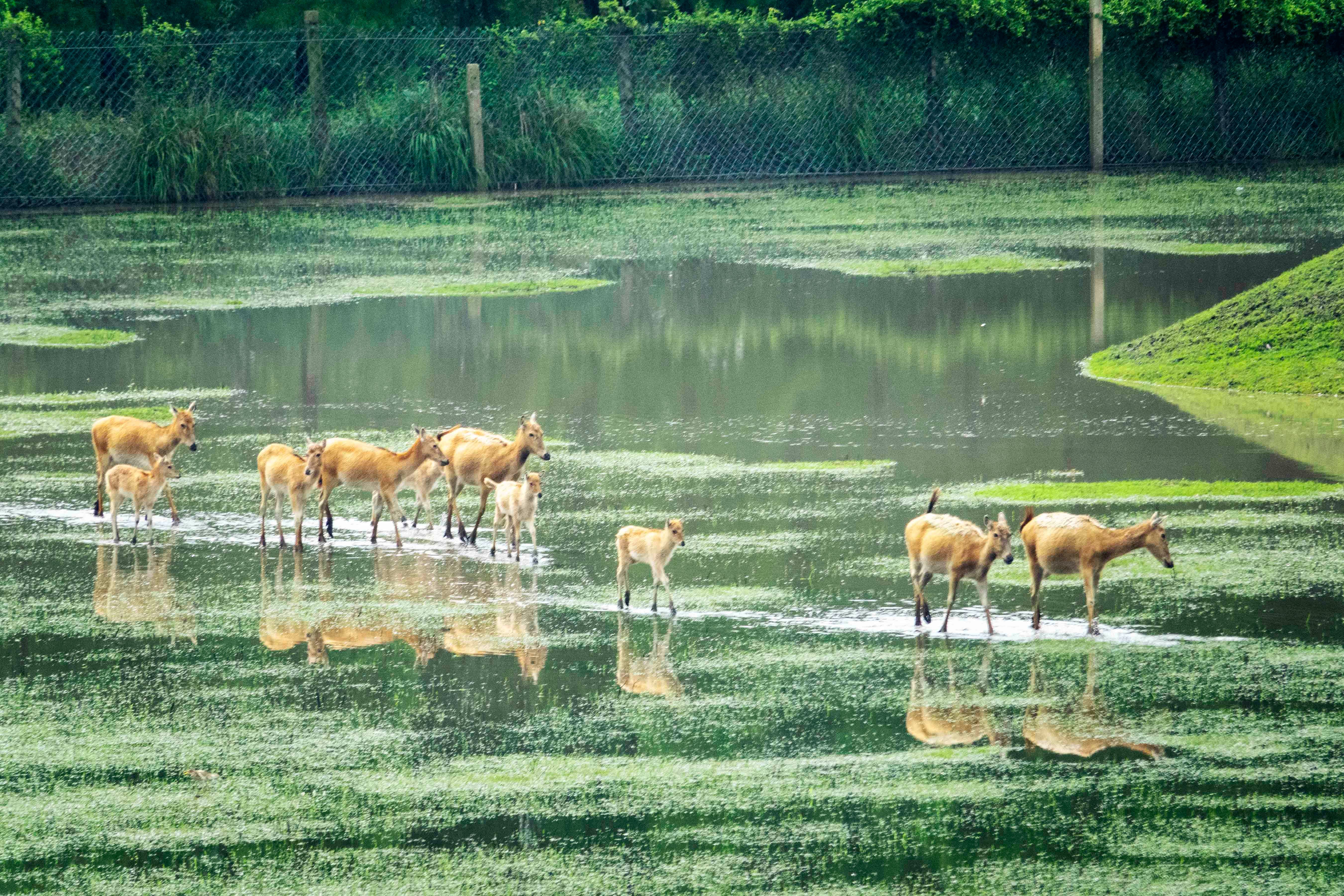 溱湖湿地公园喜添18头麋鹿宝宝