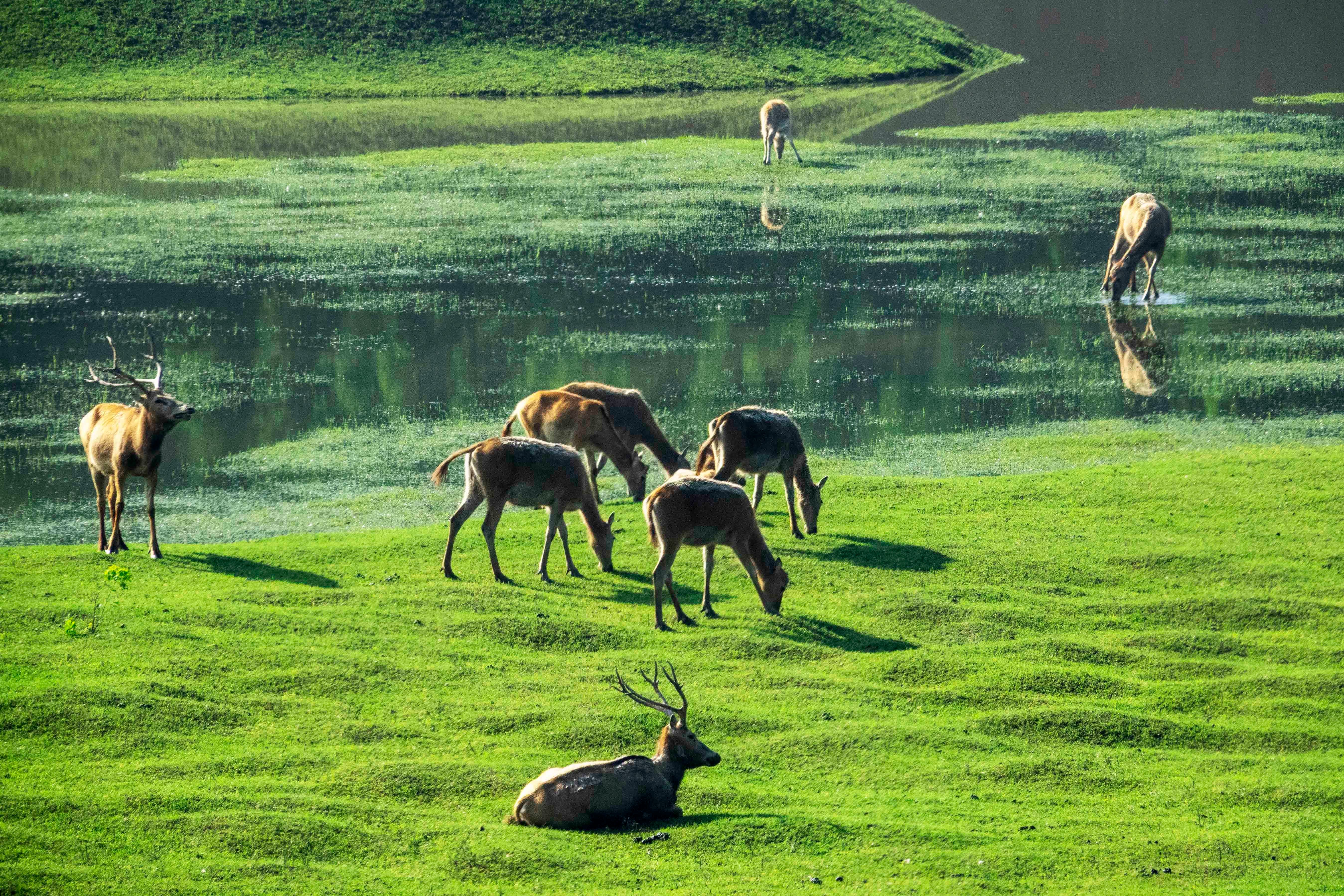 溱湖湿地公园喜添18头麋鹿宝宝