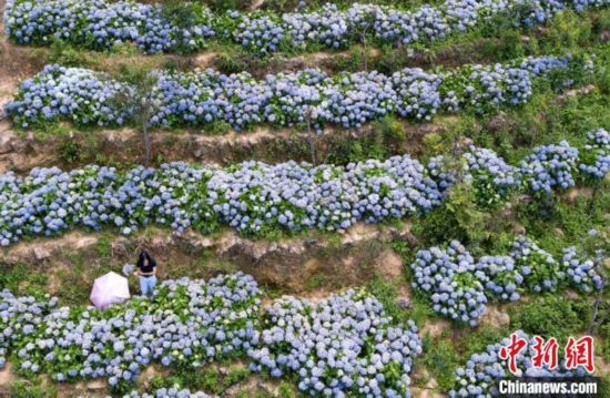 福建永春：云山花园200亩绣球花开引客来